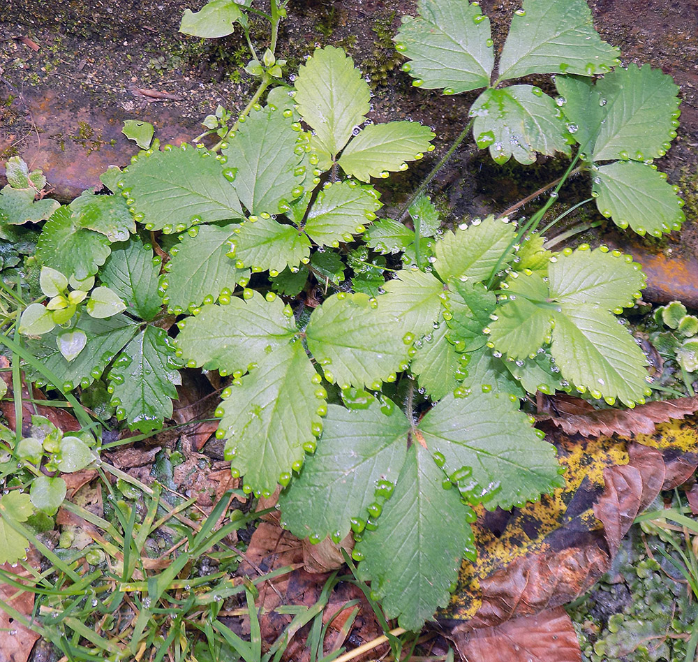 Изображение особи Fragaria viridis.