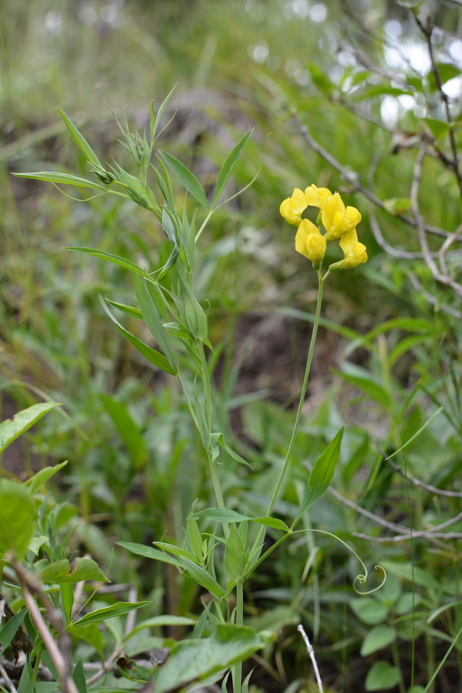 Image of Lathyrus pratensis specimen.