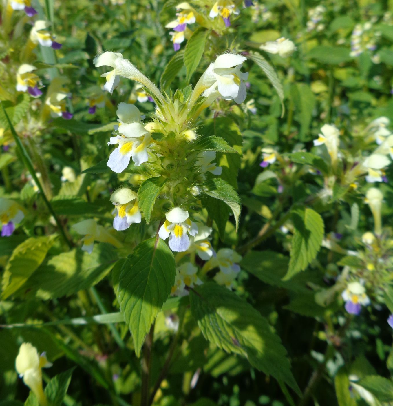 Изображение особи Galeopsis speciosa.