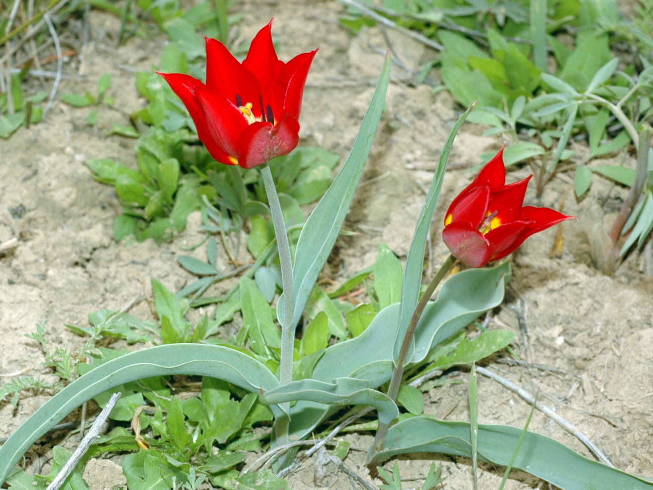 Изображение особи Tulipa suaveolens.