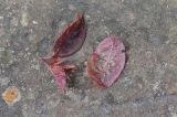 genus Cerasus