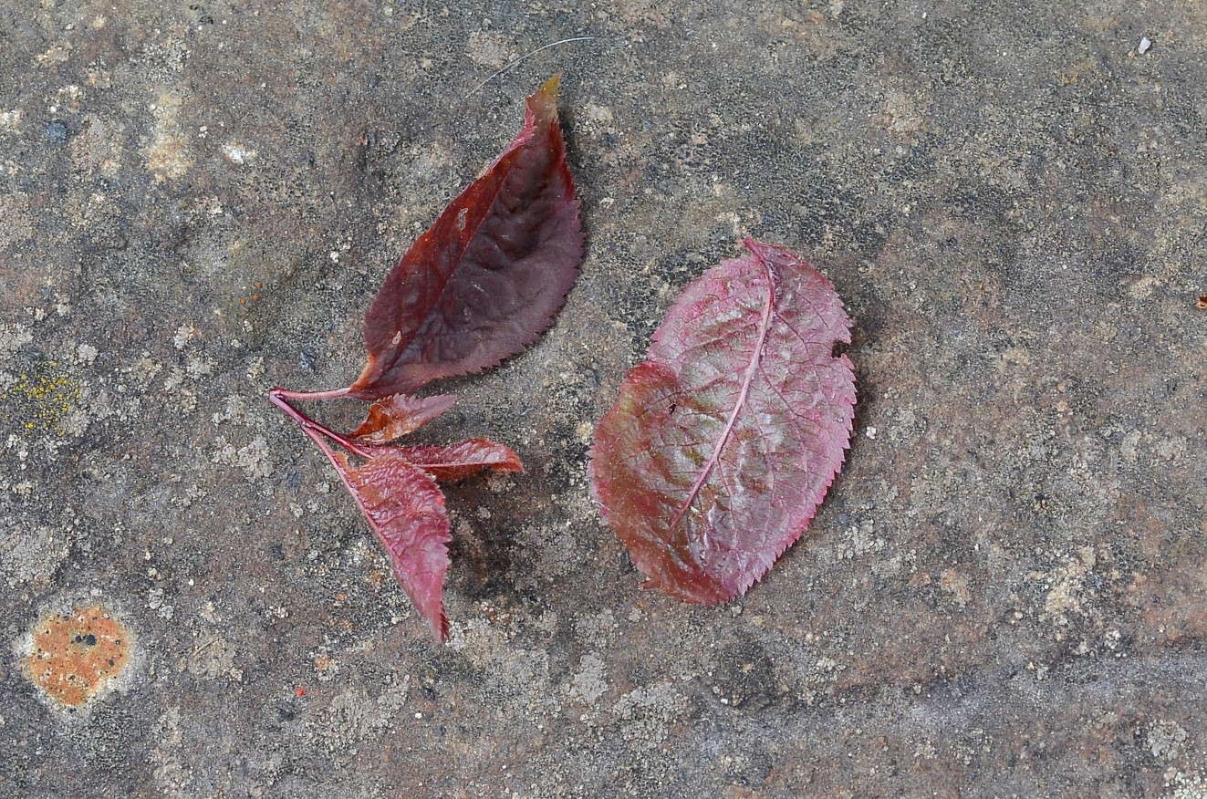 Image of genus Cerasus specimen.