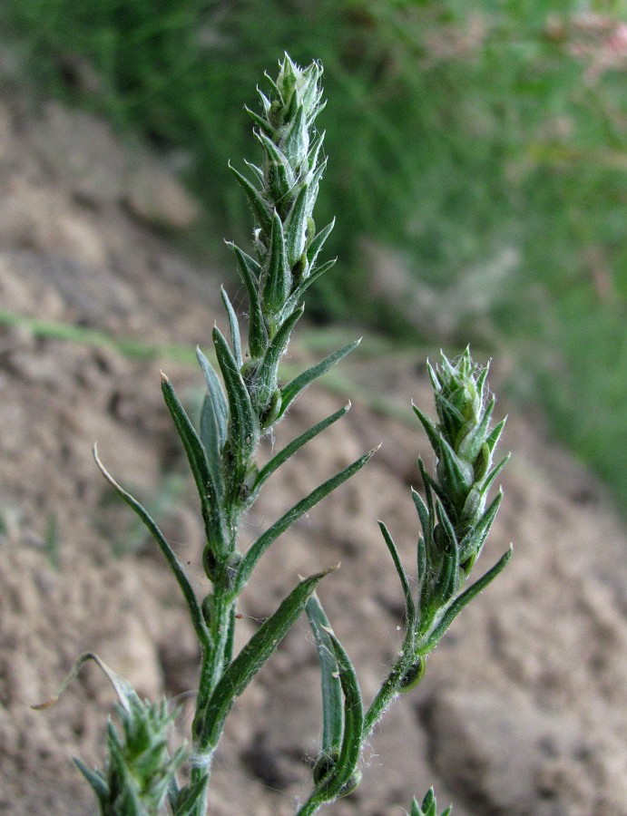Изображение особи Corispermum algidum.