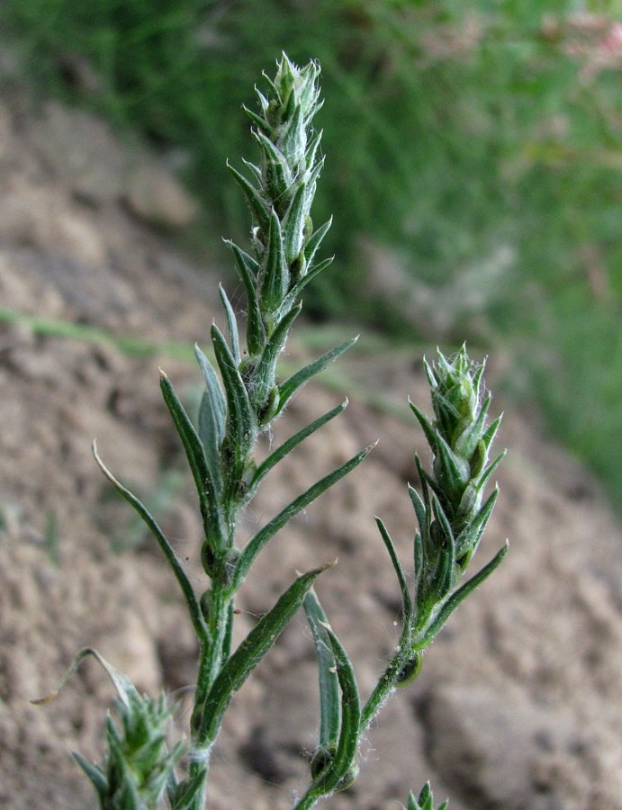 Image of Corispermum algidum specimen.