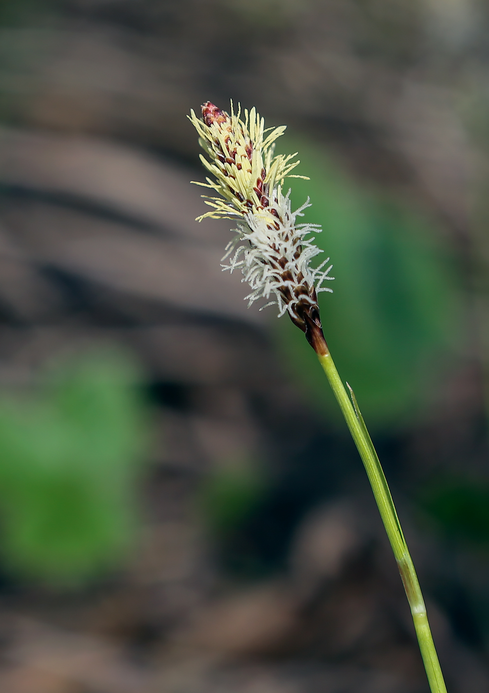 Image of Carex ericetorum specimen.