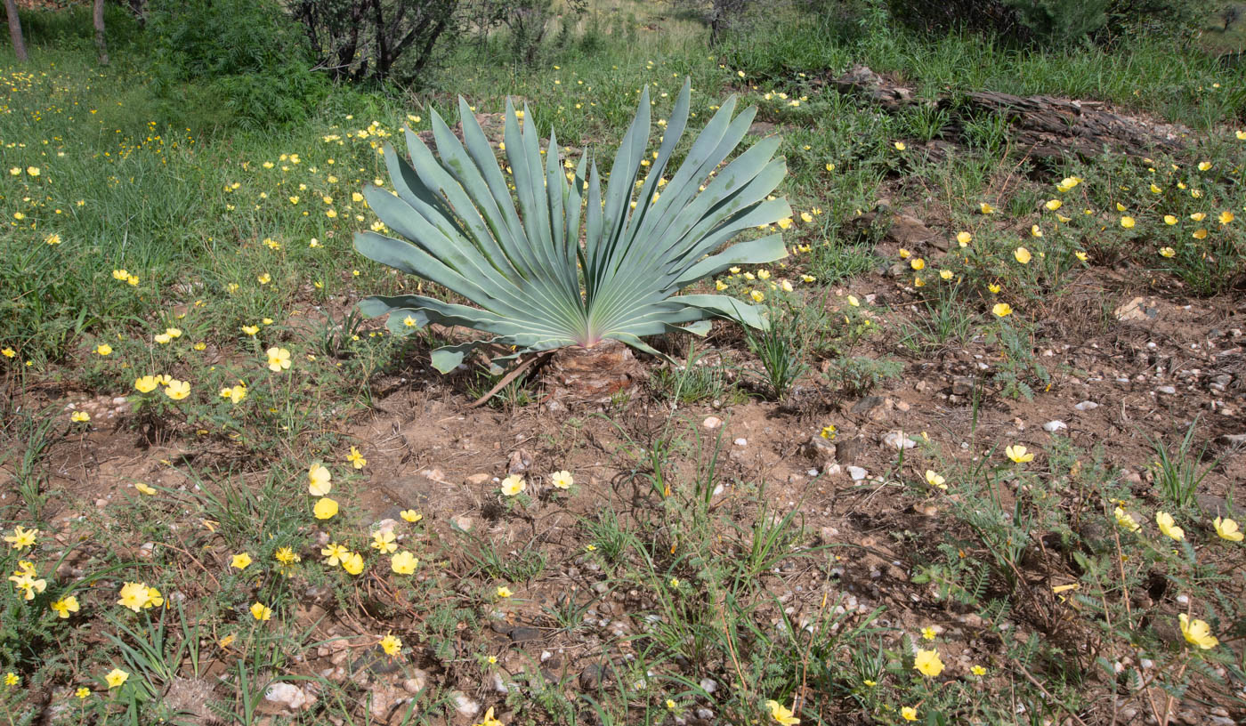 Image of Boophone disticha specimen.