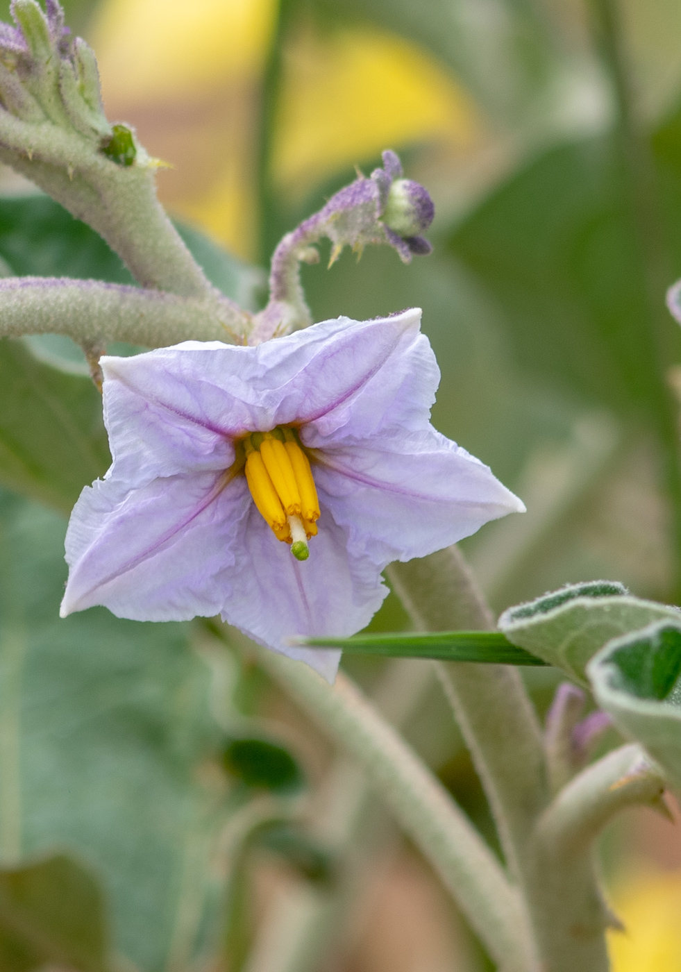 Изображение особи Solanum lichtensteinii.