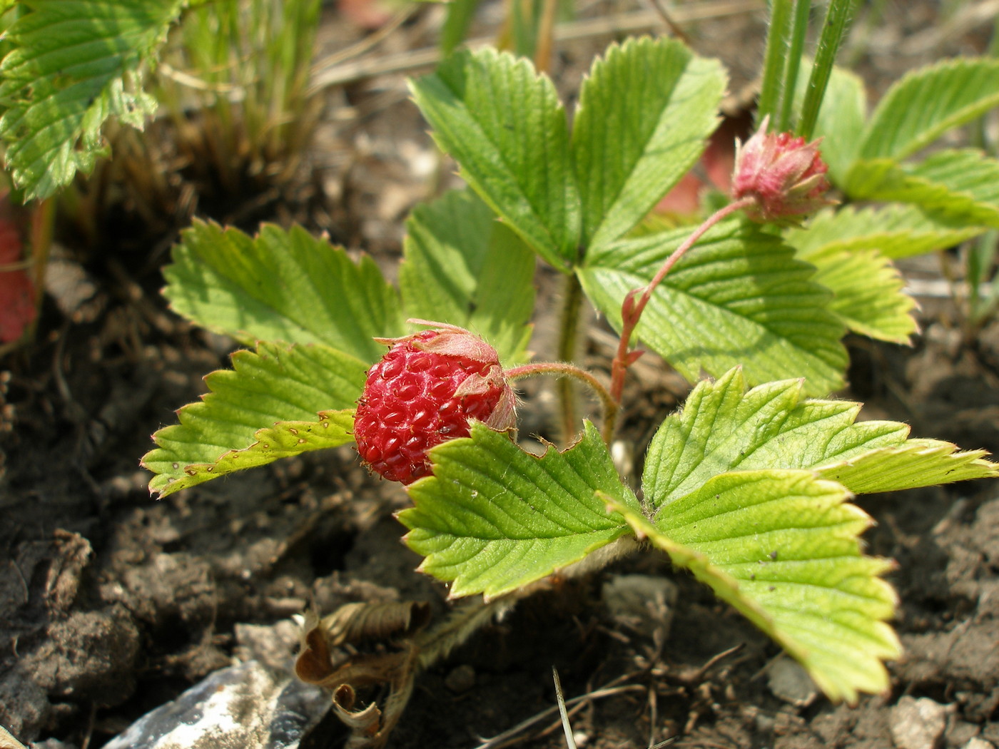 Изображение особи Fragaria viridis.