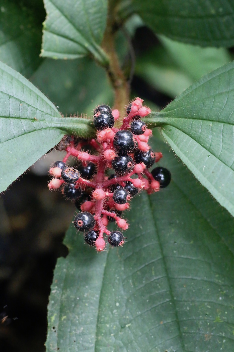 Изображение особи Miconia caquetana.