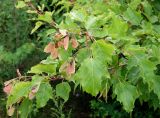 Acer ginnala