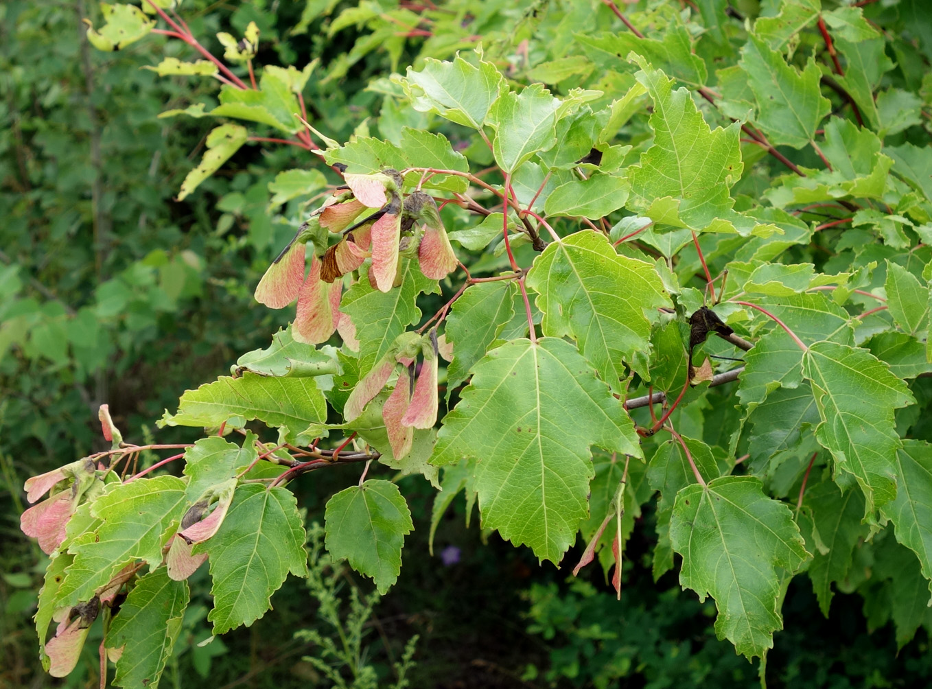 Image of Acer ginnala specimen.