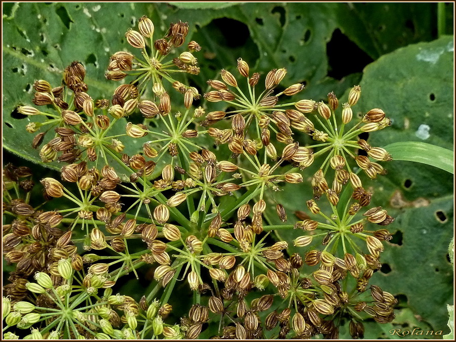 Изображение особи Sium latifolium.