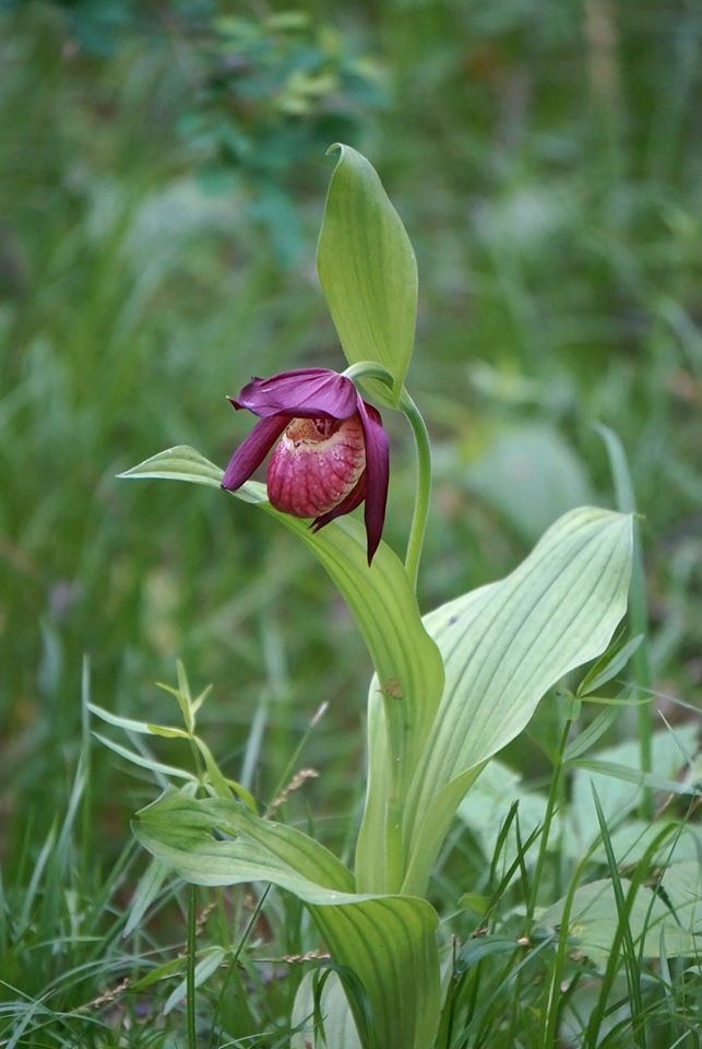 Image of Cypripedium &times; ventricosum specimen.