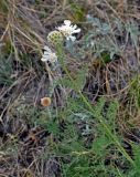 Lomelosia isetensis. Верхушка побега с соцветием и соплодием. Башкирия, Учалинский р-н, хребет Нурали, ≈ 700 м н.у.м., сухой склон. 22.07.2020.