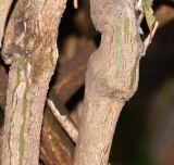 Capsicum pubescens