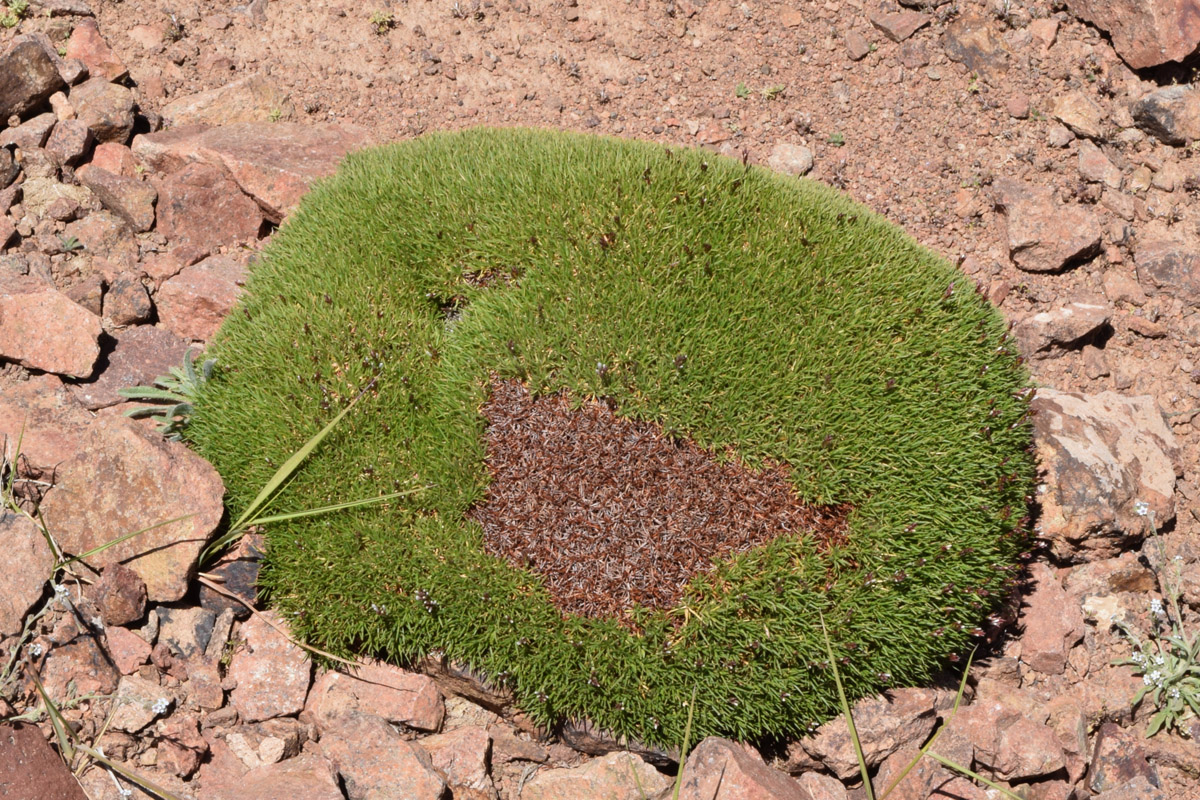 Image of Acantholimon litvinovii specimen.