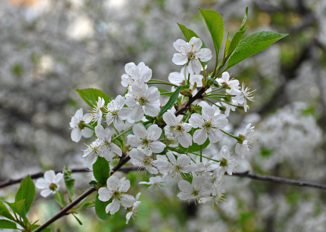 Изображение особи Cerasus vulgaris.