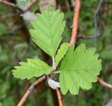 Sorbus persica