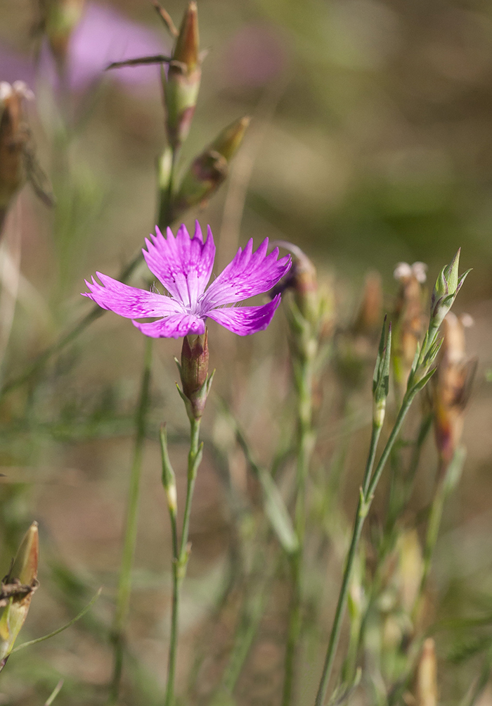 Image of Dianthus fischeri specimen.