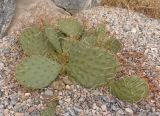 genus Opuntia. Вегетирующее растение. Украина, г. Запорожье, частный сектор, клумба. 10.10.2020.