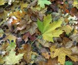 Acer platanoides. Опавшие листья в осеннем окрасе. Москва, Выхино, 9 км МКАД. 17.10.2020.
