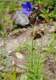 Platycodon grandiflorus