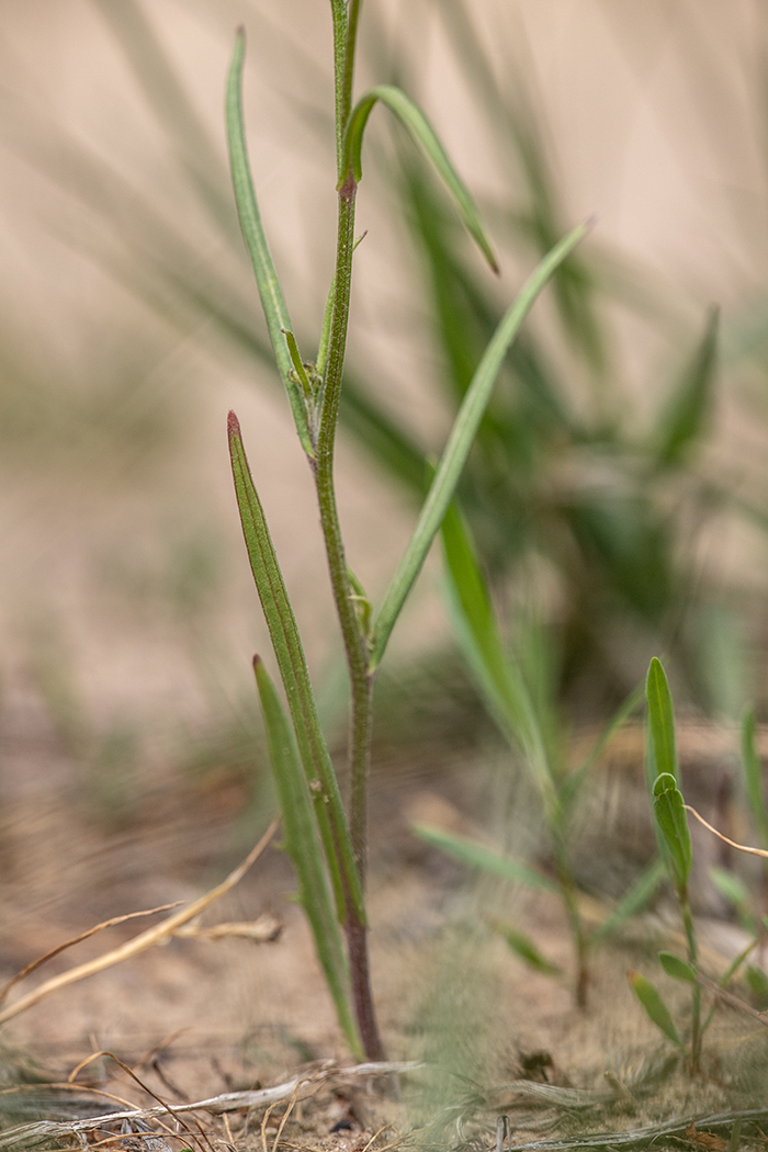 Изображение особи Crepis tectorum.