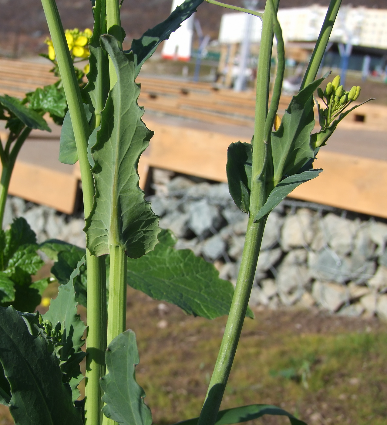 Image of Brassica napus specimen.