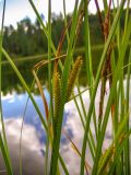 Carex rostrata