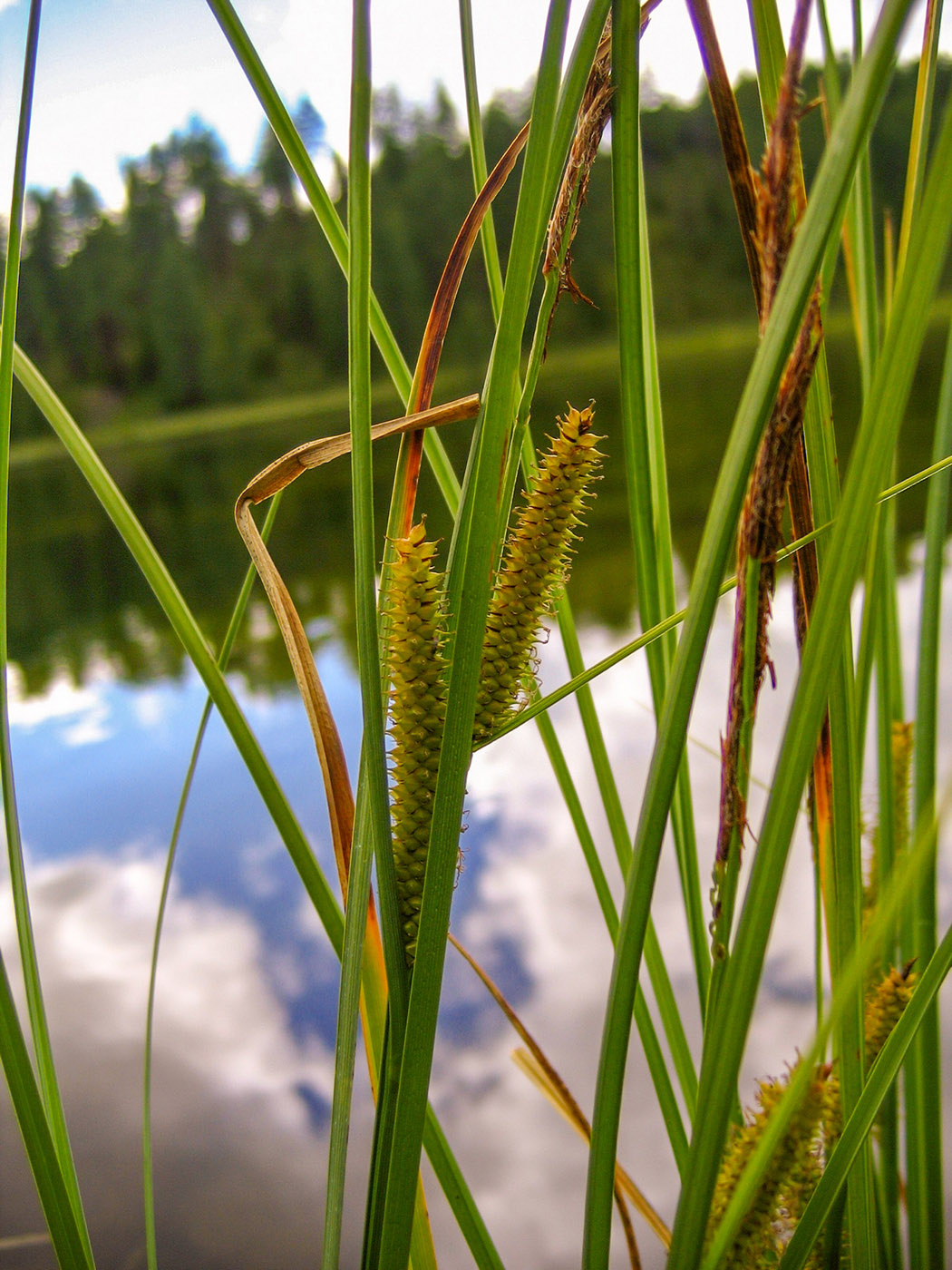 Изображение особи Carex rostrata.