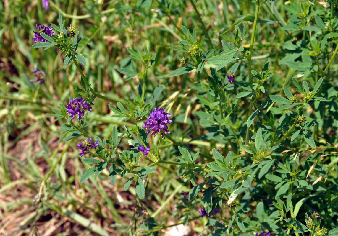 Image of Medicago sativa specimen.