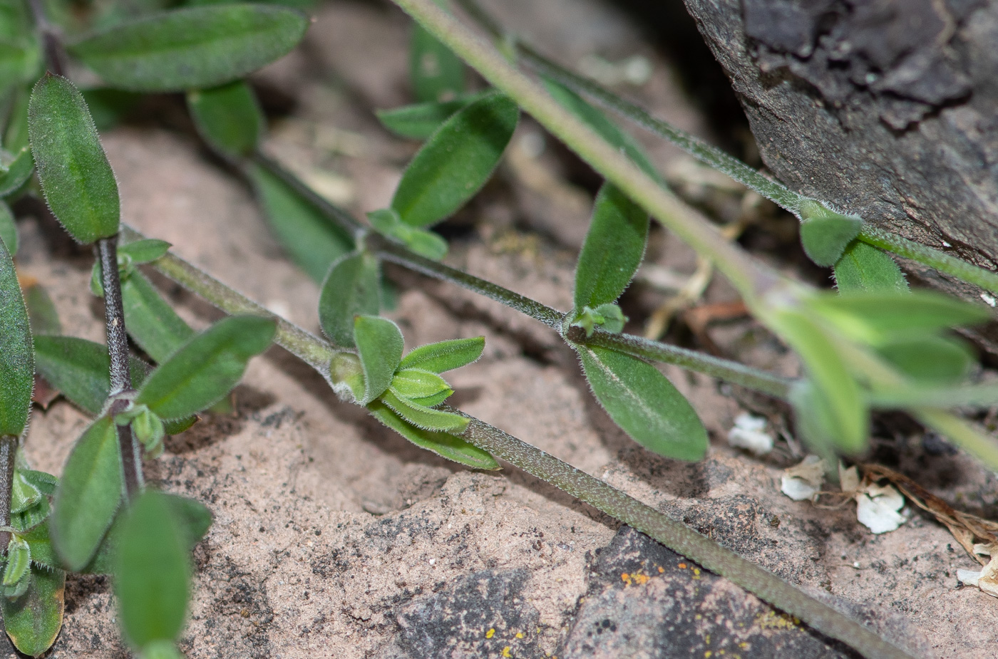 Изображение особи Arenaria soratensis.