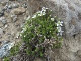 Minuartia imbricata