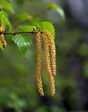 Betula pendula. Верхушка побега с мужскими соцветиями и молодыми листьями. Московская обл., г. Железнодорожный, в культуре. 06.05.2020.