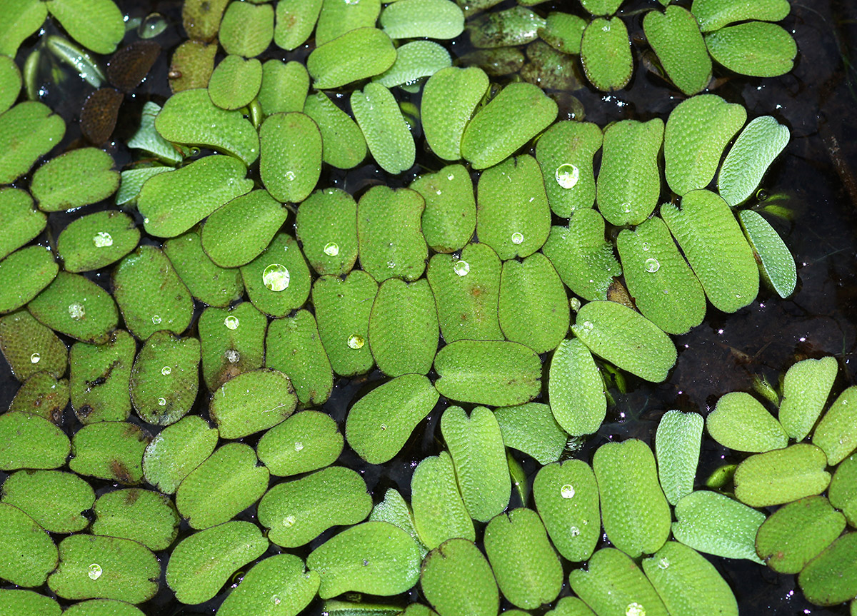 Image of Salvinia natans specimen.