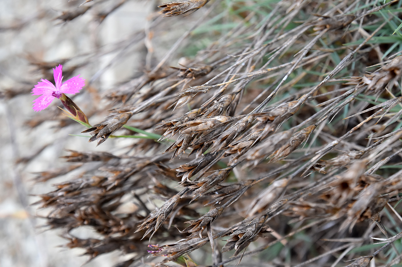 Изображение особи Dianthus acantholimonoides.