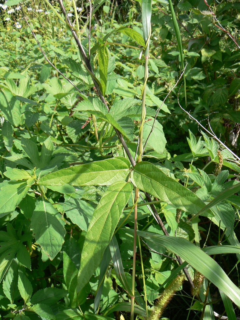 Изображение особи Glycine soja.