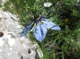 Nigella damascena