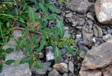 Oxybasis glauca