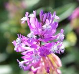 Polygala major