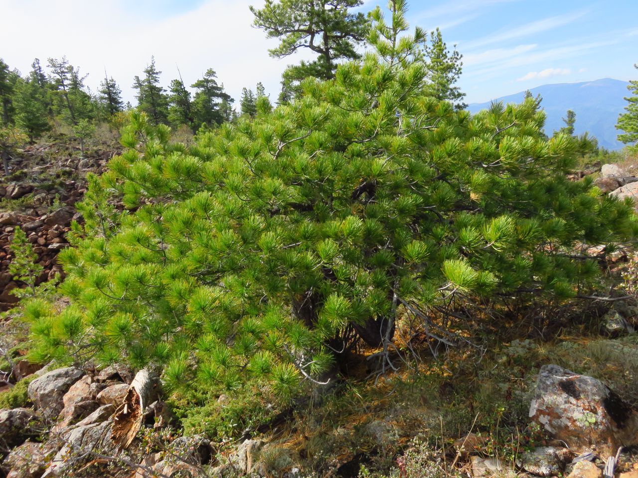 Изображение особи Pinus sibirica.