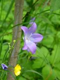 Campanula altaica