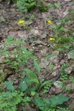 genus Hieracium. Цветущее растение. Карельский перешеек, окр. Сертолово, просека в смешанном лесу. 04.07.2020.