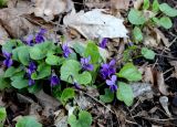 Viola odorata