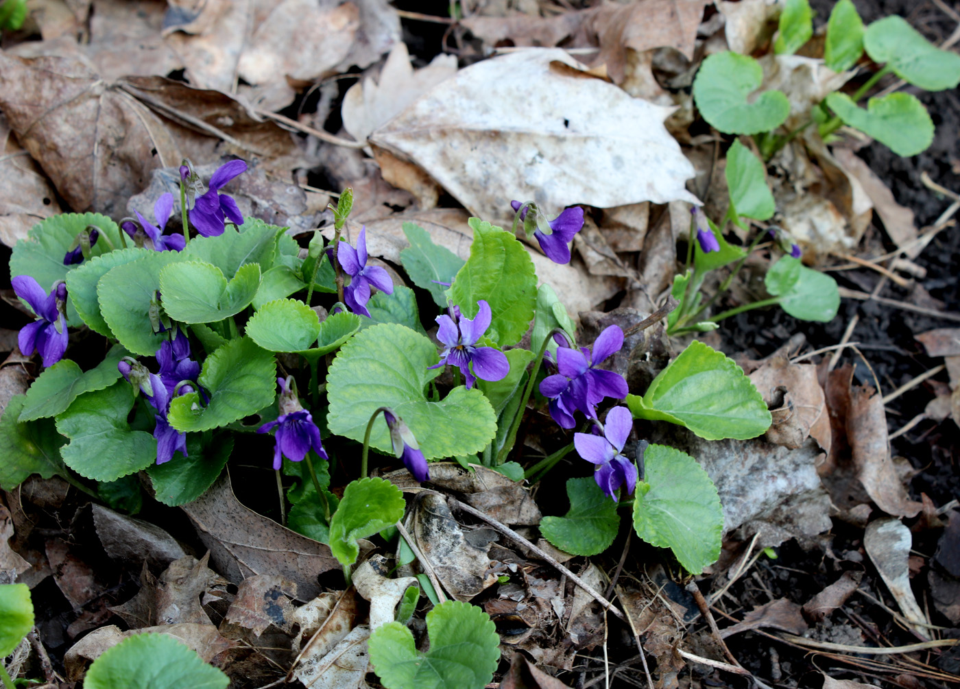 Изображение особи Viola odorata.