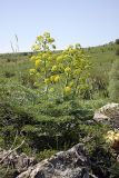 Ferula penninervis