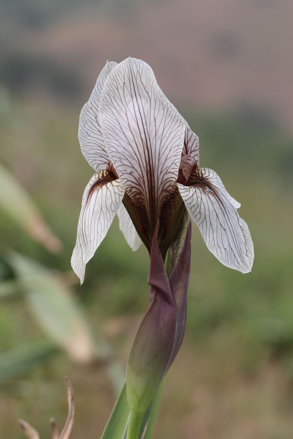 Image of Iris korolkowii specimen.