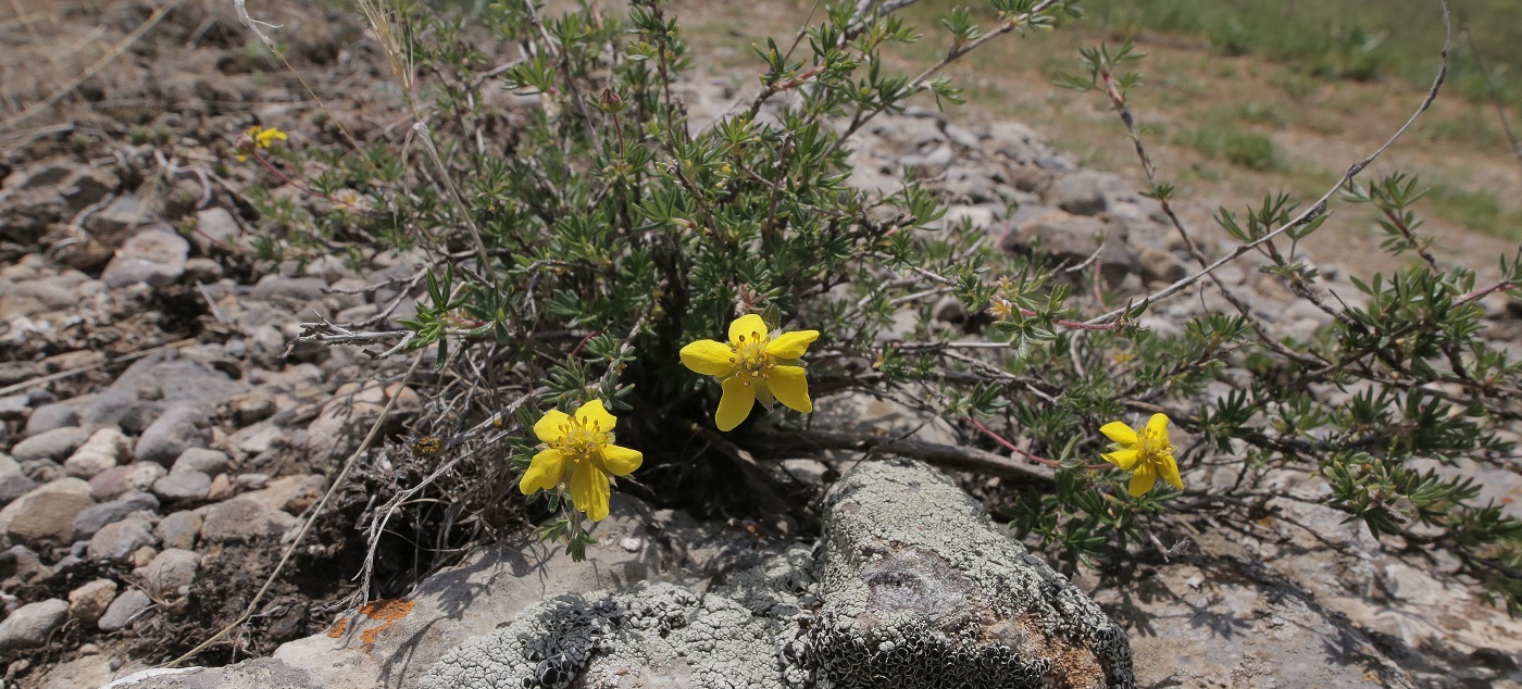 Image of Dasiphora parvifolia specimen.