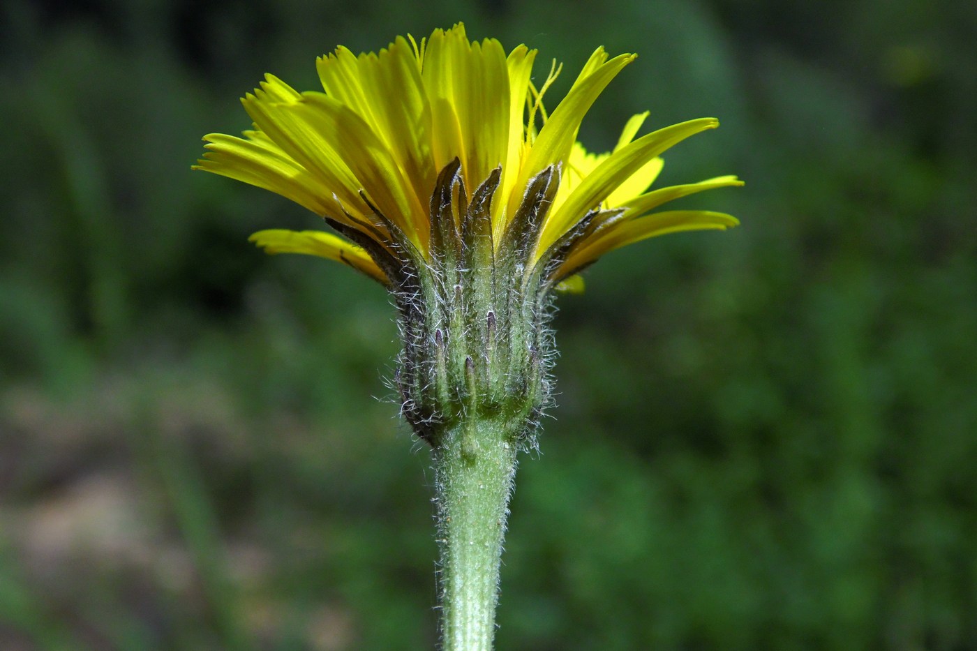 Image of Leontodon caucasicus specimen.