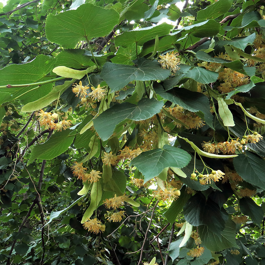 Image of Tilia platyphyllos specimen.